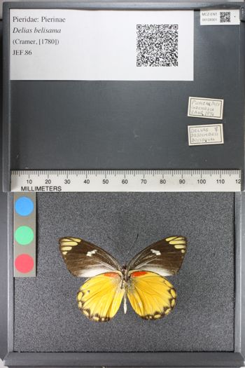 Media type: image;   Entomology 128301